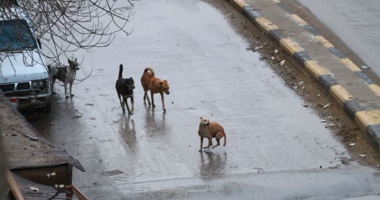 شكاوى من انتشار الكلاب الضالة بمناطق بالمطرية ومدينة نصر