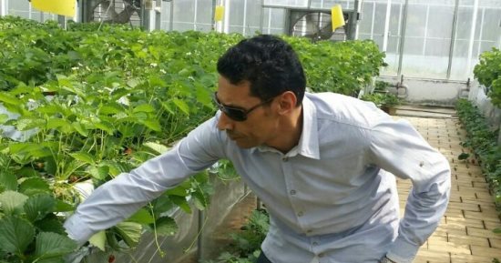  لجان من الزراعة لمتابعة برامج مكافحة آفات محصول بنجر السكر  والموالح