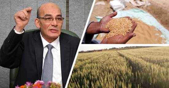 النهوض بالمحاصيل يبدأ من البذرة.. الزراعة: إنتاج تقاوى مبكرة النضج وقليلة الاستهلاك للمياه.. توفير بذور قطن لـ500 ألف فدان.. عبد المنعم البنا: نستهدف زيادة الصادرات والحد من الواردات بمحاصيل تعطى إنتاجية عالية