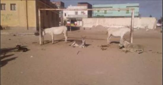 أغنام وحمير وكلاب.. مركز شباب زاوية صقر بالبحيرة يتحول لزريبة حيوانات