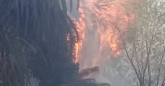 صور.. اندلاع النيران فى أشجار النخيل وزراعات القصب على مساحة فدان بإسنا