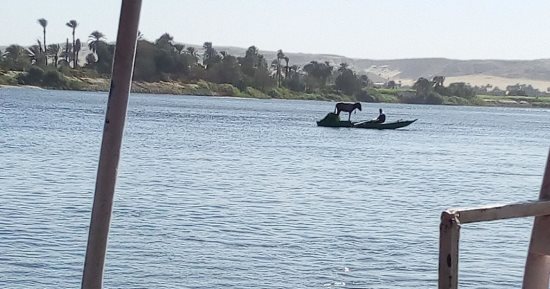 قارئ يرصد مركبا تنقل حمارا.. ويؤكد: طالبنا بإنشاء معدية بـ"العمارية المنيا"