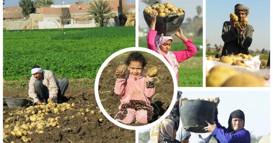 حصاد اللؤلؤ الأصفر.. البطاطس مصدر رزق البائعين وتلبية احتياجات المستهلكين