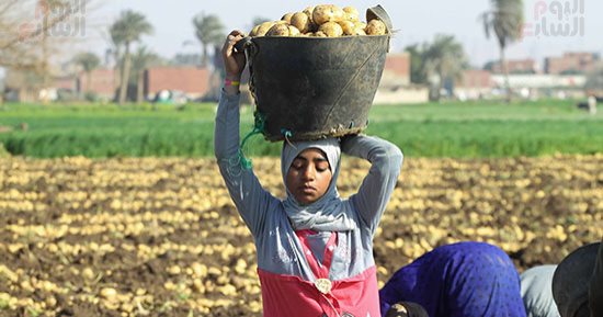 الزراعة: بدء استيراد تقاوى البطاطس للموسم الجديد ووصول أول شحنة خلال أيام