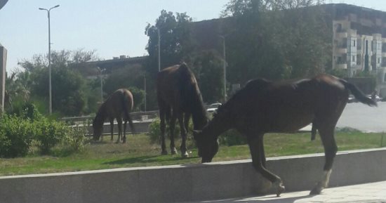 صور.. شكوى من انتشار الأحصنة فى شوارع طريق السادات بأسوان