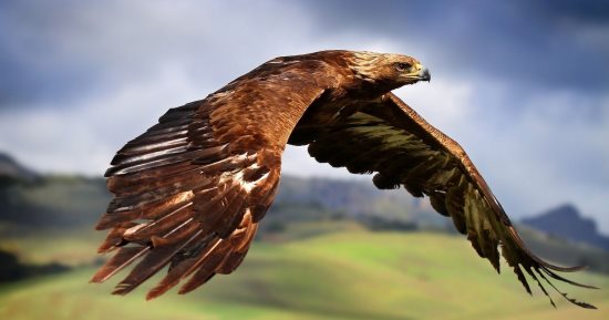 مات من الصدمة.. الأسود تنهش نسرًا أمام الزوار فى حديقة حيوان بريطانية