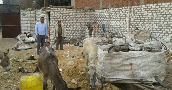صور.. ضبط 42 حمارا داخل مزرعة بأبوزعبل وتسليمها لحديقة الحيوان