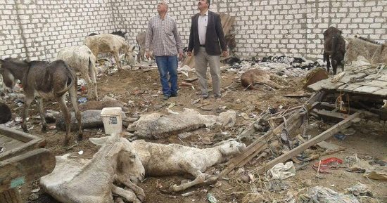 صور.. تفاصيل العثور على 11 حمارا نافقا بأبو زعبل