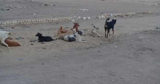 صور.. شكوى من انتشار الكلاب الضالة فى الكوم الأخضر بالهرم
