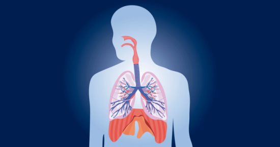 اعرف جسمك.. القصبة الهوائية أنبوب طوله 13 سنتيمترا وبه 20 حلقة غضروفية