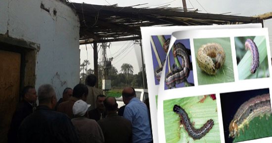 صور.. "الزراعة" تعلن الطوارئ على الحدود لمواجهة جيوش الحشرة الجياشة.. انتشار فرق مكافحة الآفات والمصائد الضوئية لجذبها.. وتؤكد: أشرس من الجراد ومستعدون للمواجهة.. وتقارير: دمرت الأخضر واليابس بالدول الأفريقية