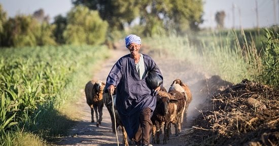 صورة اليوم... ع الزراعية أنا روحت أقابل حبيبى