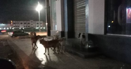 الكلاب الضالة تهدد سكان شارع ثروت فخر بمنطقة الأربعين فى القاهرة