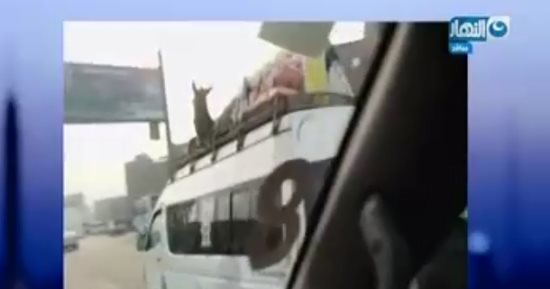 "بغل" يسافر من الإسكندرية إلى المنيا أعلى سيارة ميكروباص (فيديو)