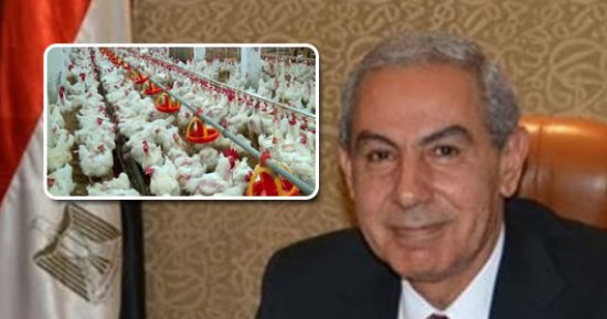 التفاصيل الكاملة للدواجن المجمدة بمصر.. هل الفراخ البرازيلى غزت السوق بعد إعفائها جمركيًا بسبب "الميركسور"؟.. قصة 75 ألف طن مستوردة من بلاد السامبا.. مصدر بـ"التجارة" يكشف موعد إعفاء 2535 سلعة من 4 دول