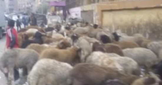 رئيس مدينة مرسى يصدر قرارًا بحظر مرور قطيع الماشية بالشوارع