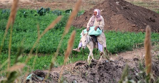 صورة اليوم.. أرضك عرضك ولا يوم تسيبها