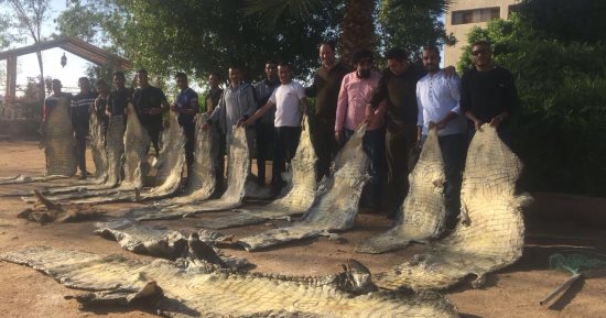 صور.. إحباط تهريب جلود تماسيح على ظهر مركب ببحيرة ناصر فى أسوان 