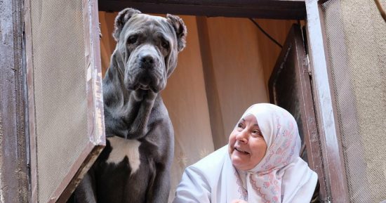 "أنا واليفى" .. ابعت صورتك مع الحيوان اللى بتربية واحكيلنا علاقتك بيه