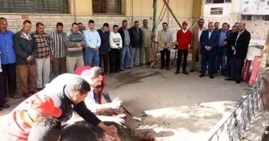محافظ الشرقية يذبح عجلا ويوزعه على عمال الديوان