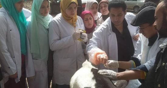 طب بيطرى بنها ينظم قافلة للكشف على الثروة الحيوانية فى أسنيت