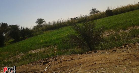 تفاقم أزمة نقص الأسمدة بأسوان والمزارعون يطالبون بعدالة فى التوزيع بالجمعيات