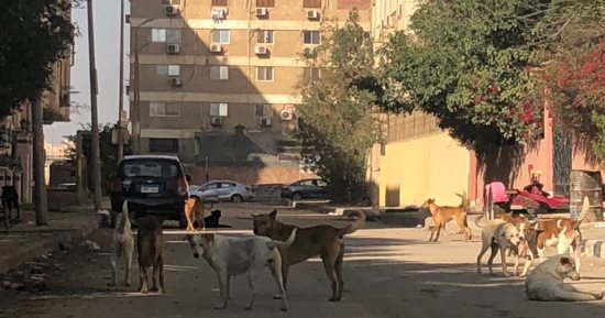 صور.. انتشار الكلاب الضالة بشارع زهراء المعادى فى القاهرة