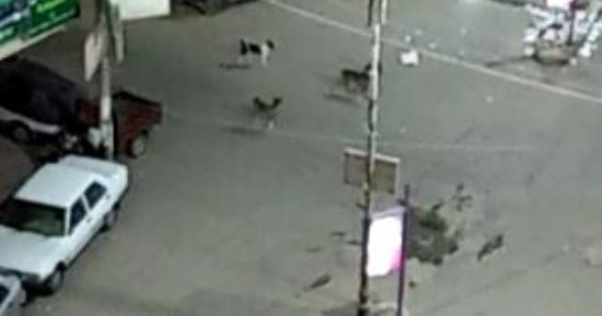 شكوى من انتشار الكلاب الضالة بشارع أحمد ماهر فى المنوفية