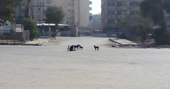 صور.. قارئ يشكو من الكلاب الضالة فى شارع إسماعيل وهبى بمدينة نصر