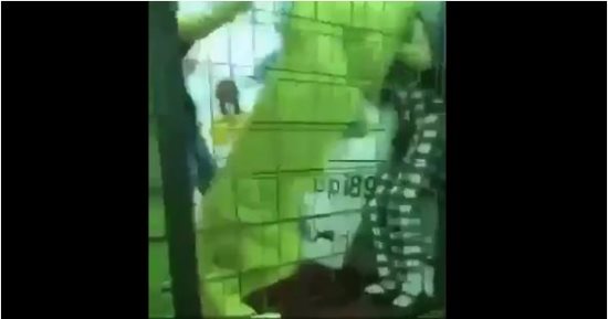 فيديو.. أسد يهاجم طفلة بالسعودية فى فعاليات مهرجان ربيع جدة