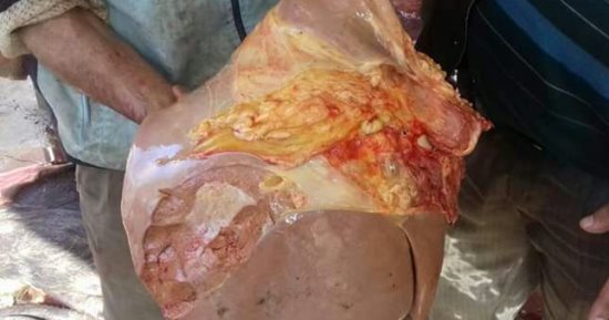 صور.. ضبط لحوم غير صالحة للاستخدام الآدمى فى حملات بكفر الشيخ والدقهلية