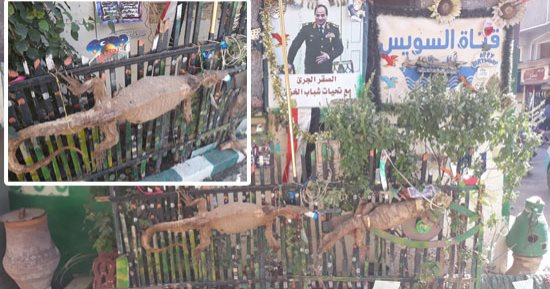 صور.. "صائد الورن" تماسيح الترع والنيل بقنا.. محمد صادق: أضطر لقتلها لأنها تهاجمنى فى شغلى وأحنطها..أتعامل معها بذكاء وأصطاد الحيوانات المفترسة لحماية زملائى منها.. وأستخدمها بالمناسبات والأعياد لأسعاد الأطفال