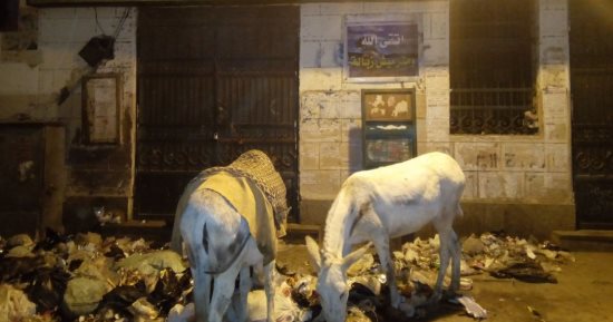 صور.. قارئ يشكو من انتشار القمامة أمام المصالح الحكومية بالوراق