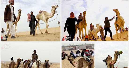 مهرجان الهجن بالإسماعيلية ينعش سياحة السفارى