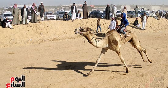 صور.. مربو الجمال يجددون مطالبهم بتخصيص مضمار لنادى الهجن بالإسماعيلية