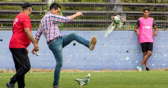 صور.. "دجاجة" تثير غضب جمعيات حقوق الحيوان ضد مدير فريق فى أوروجواى