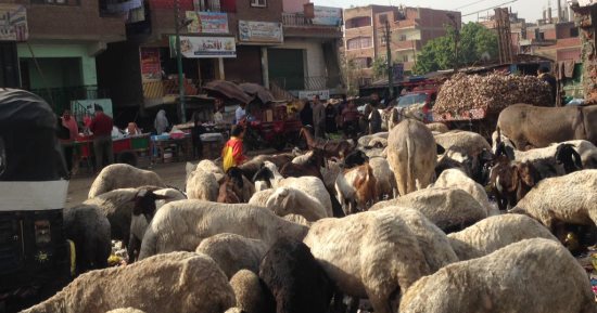 امسك مخالفة.. أغنام وخراف تتغذى على "الزبالة" فى موقف برطس بالجيزة