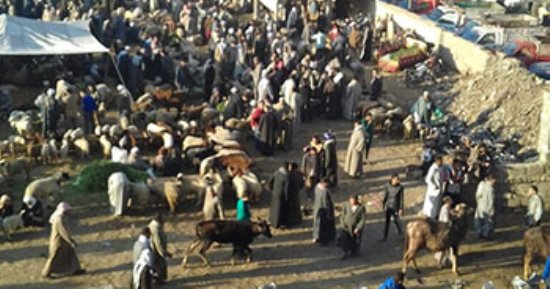 اضبط مخالفه.. سوق مواشى ديرب نجم بالشرقية وسط الكتلة السكانية "صور"