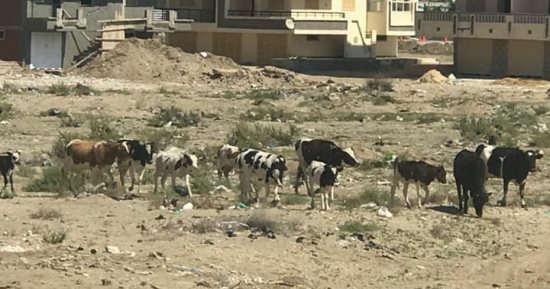 صور.. اضبط مخالفة.. سكان رأس البر بدمياط يشكون من انتشار المواشى بالشوارع