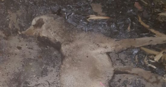 صور.. أهالى قرية ببنى سويف يقتلون حيوان مفترس عقر خمسة أطفال