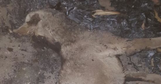 كلب يعقر 5 أطفال فى قرية النويرة بمحافظة بنى سويف