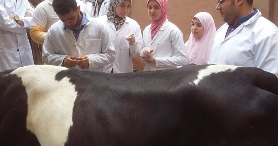 قافلة بيطرية من جامعة بنها لقرية قرنفيل بالقناطر