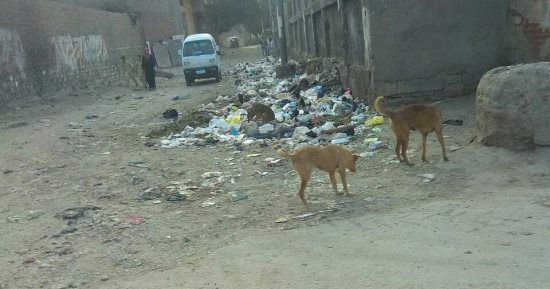 قارئ يشكو من انتشار الكلاب الضالة بشارع السبع سقايات بالسيدة زينب