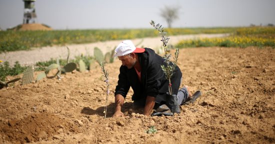 صور.. فلسطينيون يزرعون الزيتون بأراضى غزة مع اقتراب ذكرى يوم الأرض