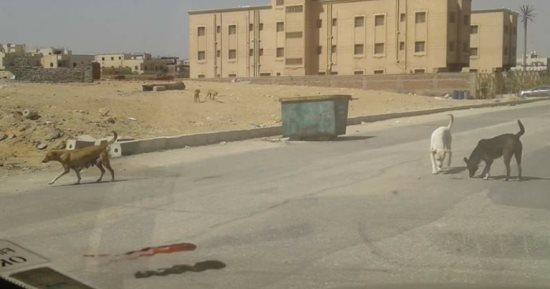 شكوى من انتشار الكلاب الضالة فى شوارع البنفسج بالقاهرة الجديدة