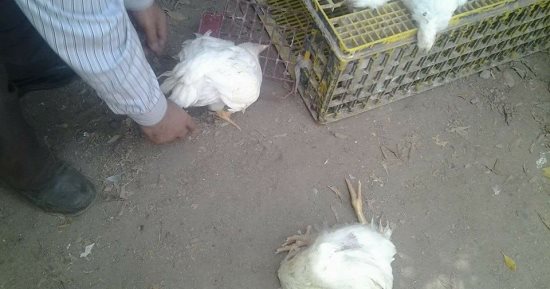 صور.. ضبط فراخ ميته وأخرى مريضه معروضه للبيع فى حملة على أسواق مركز المنشاه سوهاج