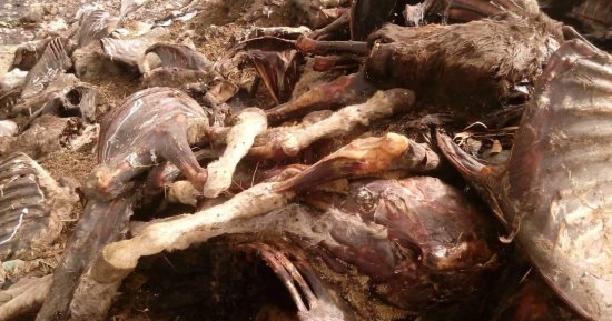 مديرية الطب البيطرى بالجيزة: ضبط 33 رأس حمار داخل مزرعة بكرداسة