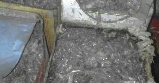 شرطة التموين بأسوان تضبط 7 أطنان أسماك مملحة غير صالحة للاستهلاك