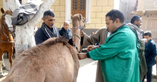 الزراعة: لجان بيطرية متخصصة لعمل قوافل علاجية مجانية للماشية