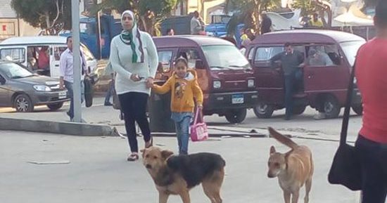قارئ يشكو من انتشار الكلاب الضالة بشارع أحمد إبراهيم فى بولاق الدكرور